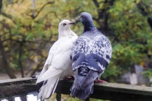 come togliere escrementi di piccione sul balcone